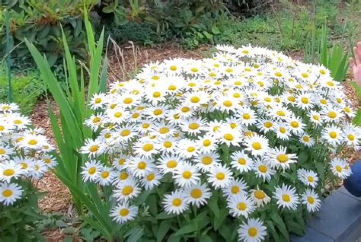 What to do with michaelmas daisies after flowering?