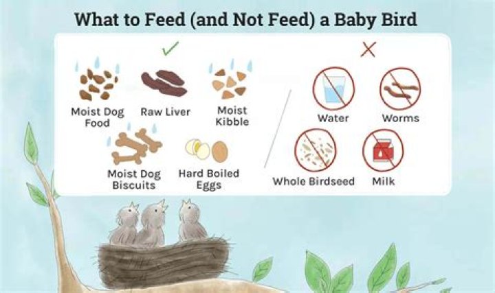 What to feed a thrush bird?