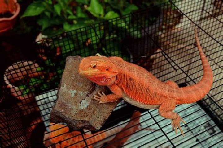 What to feed full grown bearded dragon?