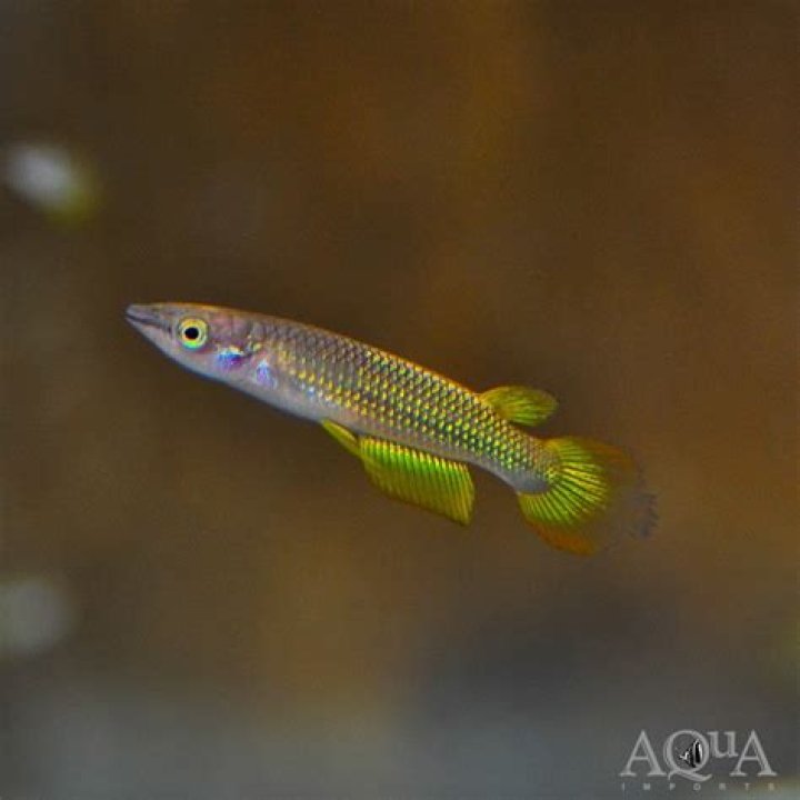 What to feed panchax?