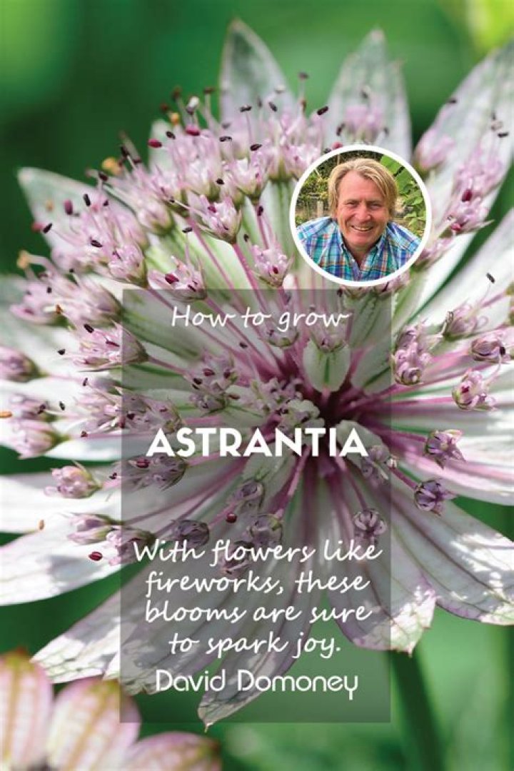 What to grow with astrantia?