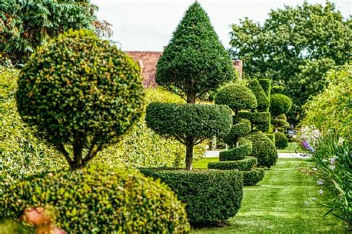 What to plant around topiaries?