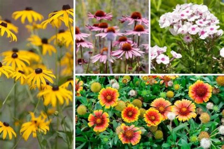 What to plant with bugbane?