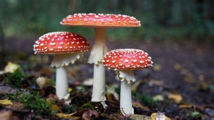 What toadstools are poisonous?