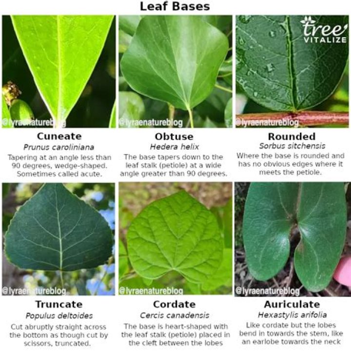 What trees have cordate leaves?