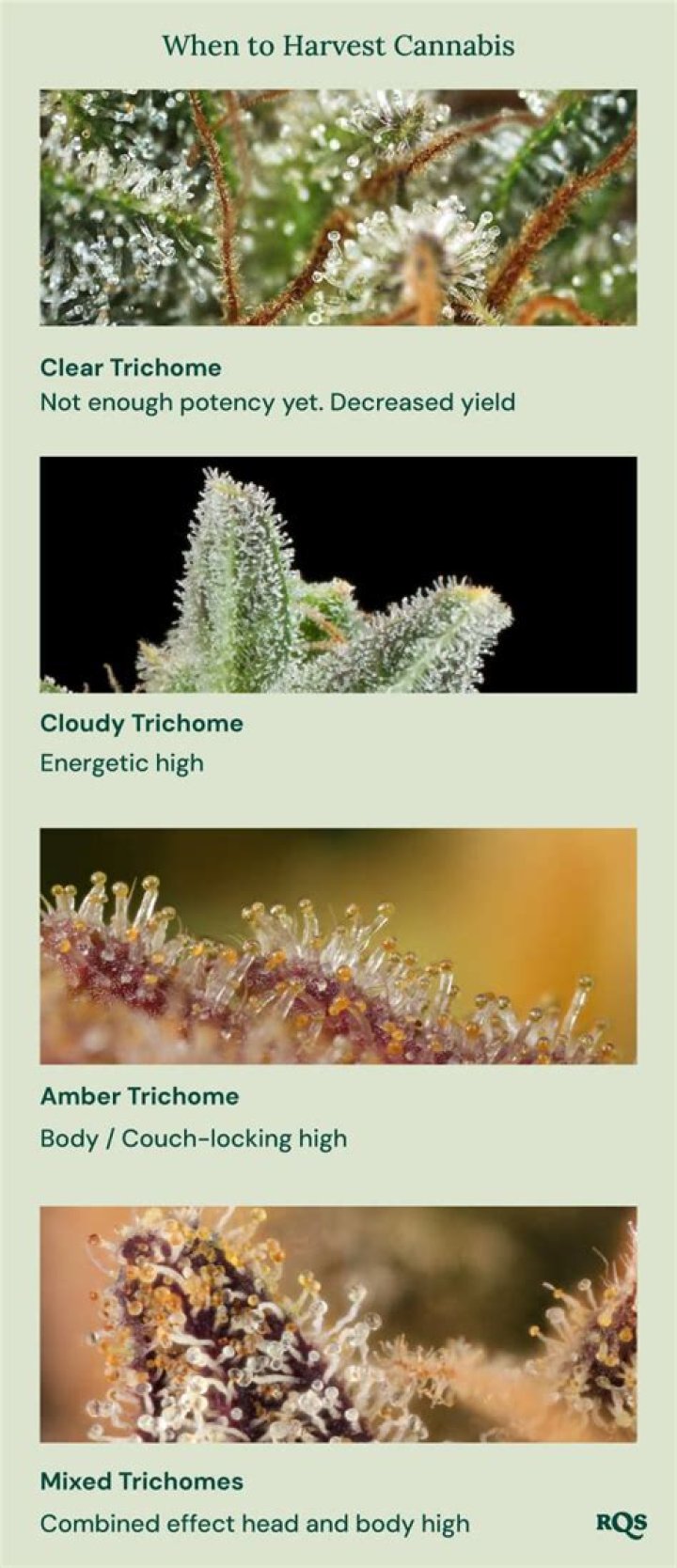 What trichomes ready to harvest?