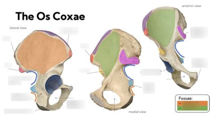 What type of bone is the os coxae?