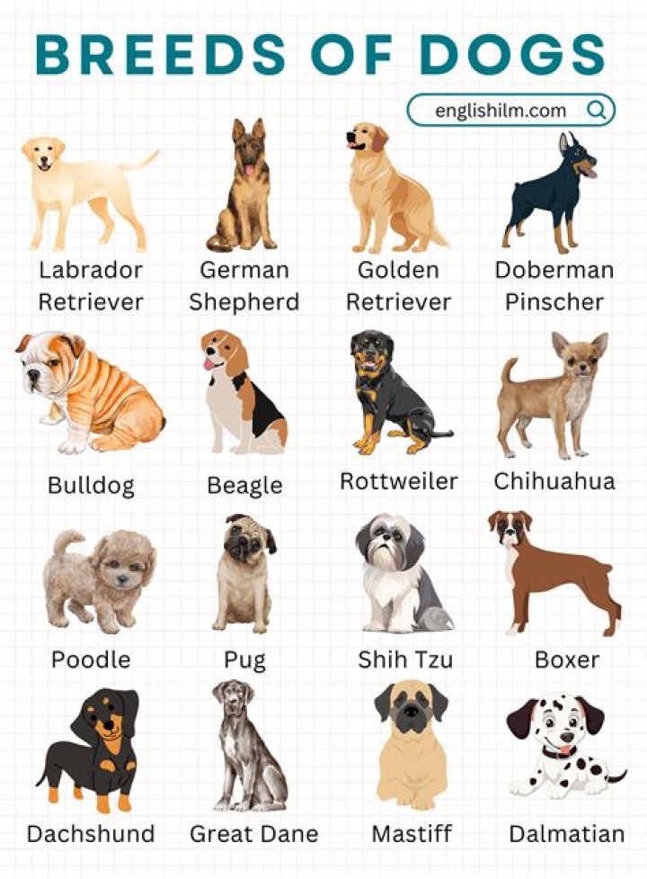 What type of dog yodels?
