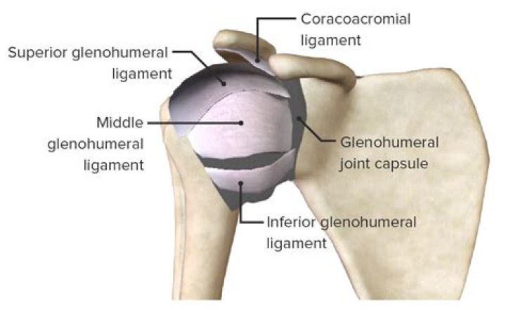 What type of joint is glenohumeral?