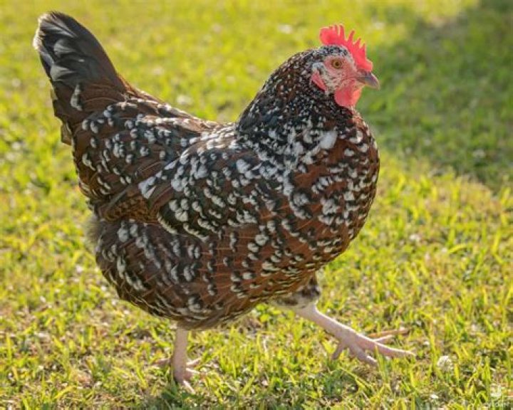 What was yasmeen's chicken called?