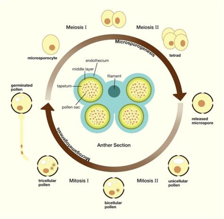 What will be the ploidy of the cells of the tetrad?