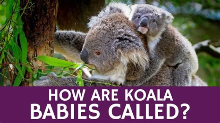 Whats a baby koala called?