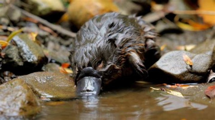Whats a baby platypus called?
