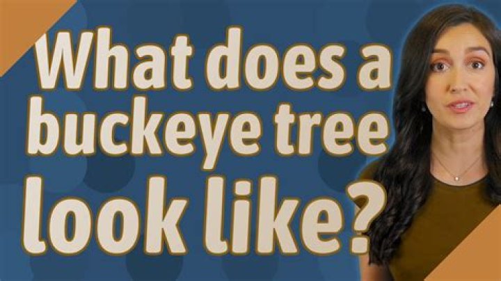 Whats a buckeye look like?
