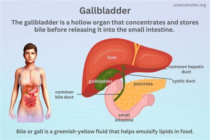 Whats a distended bladder?