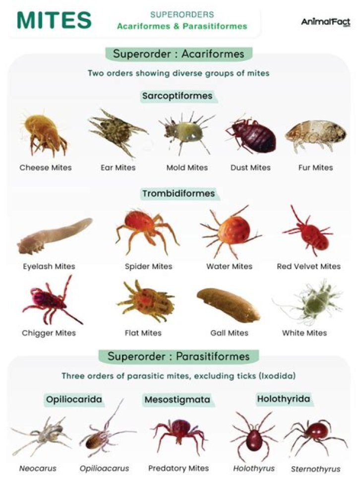 Whats a face mite?