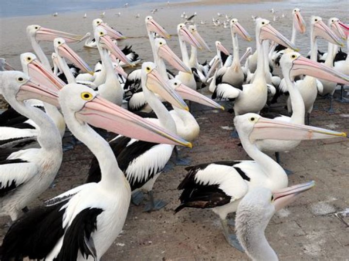 Whats a flock of pelicans called?