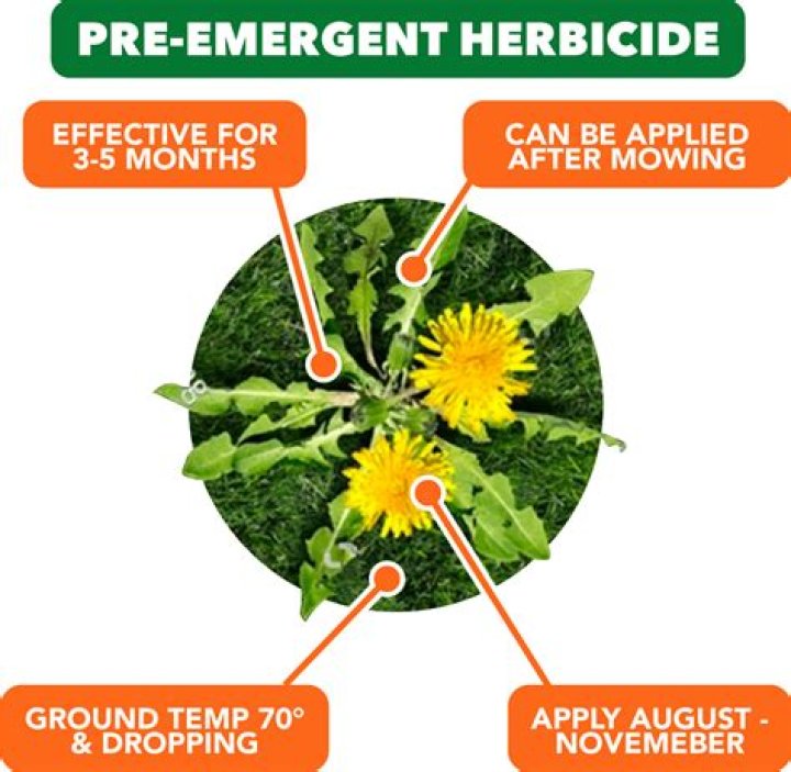 Whats a good pre emergent?