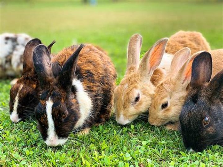 Whats a group of bunnies called?