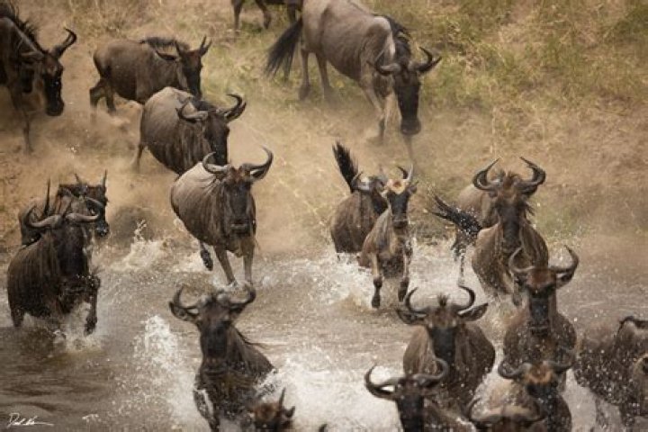 Whats a group of wildebeest?