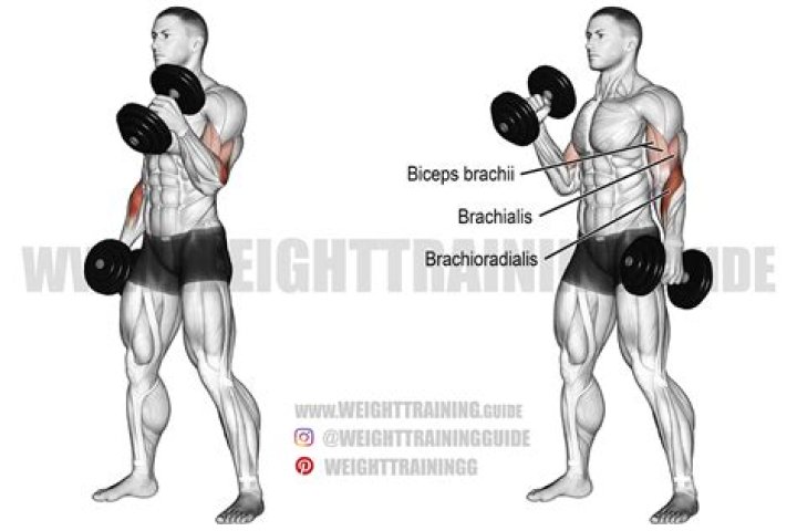 Whats a hammer curl?