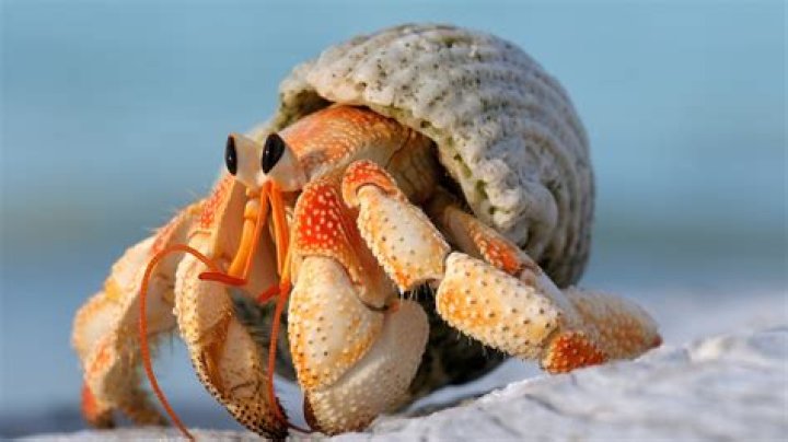 Whats a hermit crab?