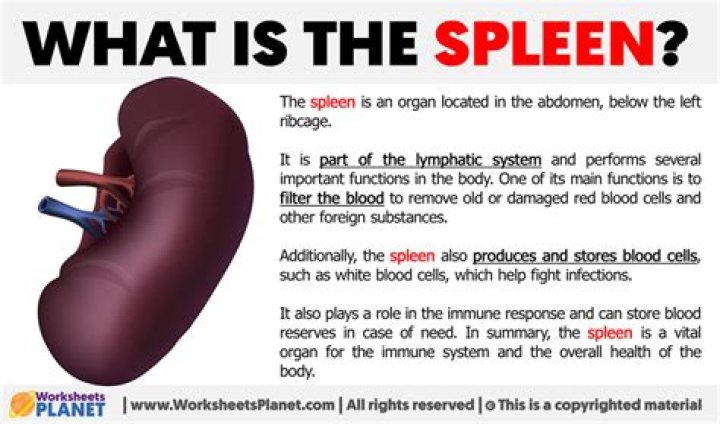 Whats a lacerated spleen?