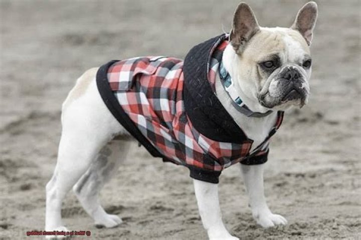 Whats a pied french bulldog?