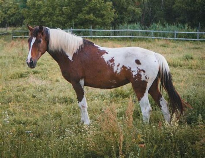 Whats a pinto horse?