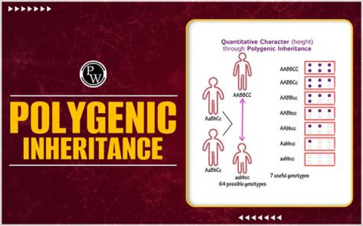 Whats a polygenic trait?