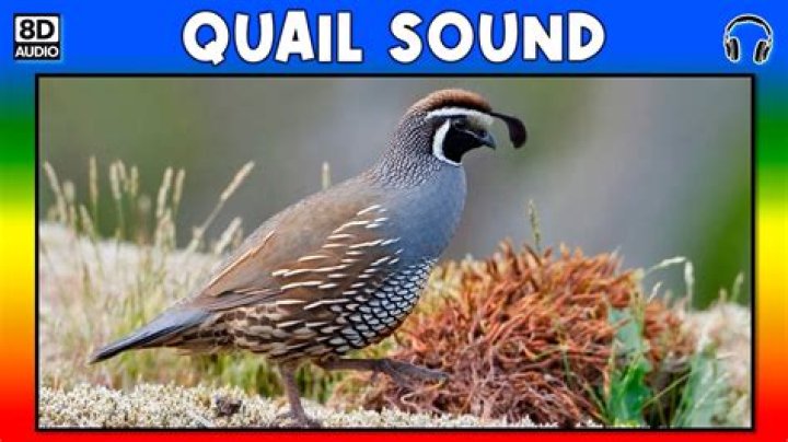 Whats a quail sound like?