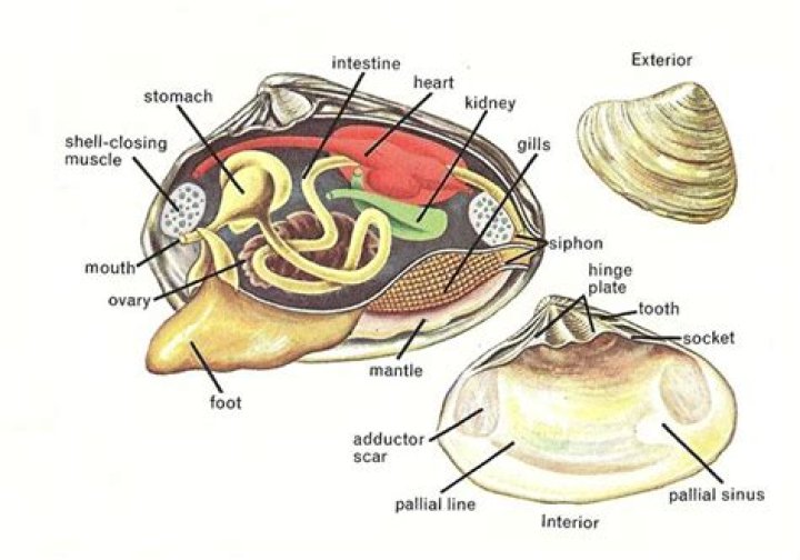 Whats a razor clam?