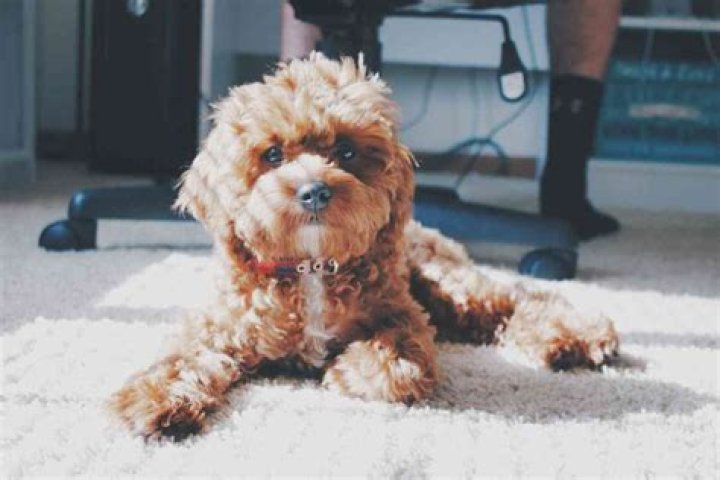 Whats a teddy bear puppy?