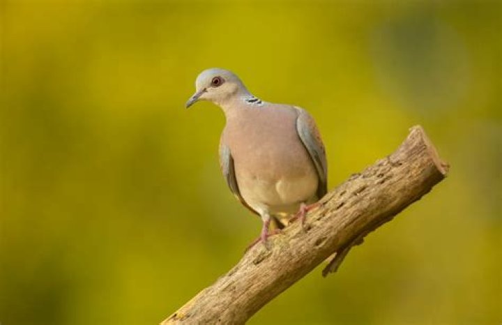 What's a turtle dove look like?