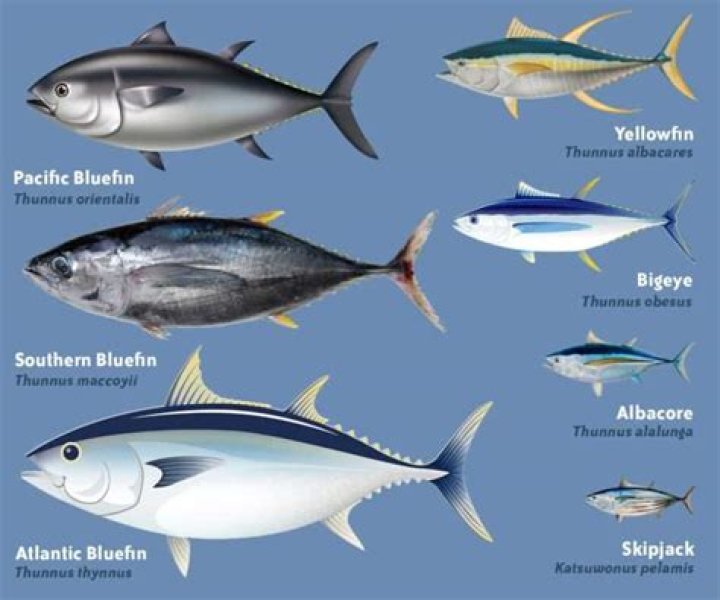 What's amberjack taste like?