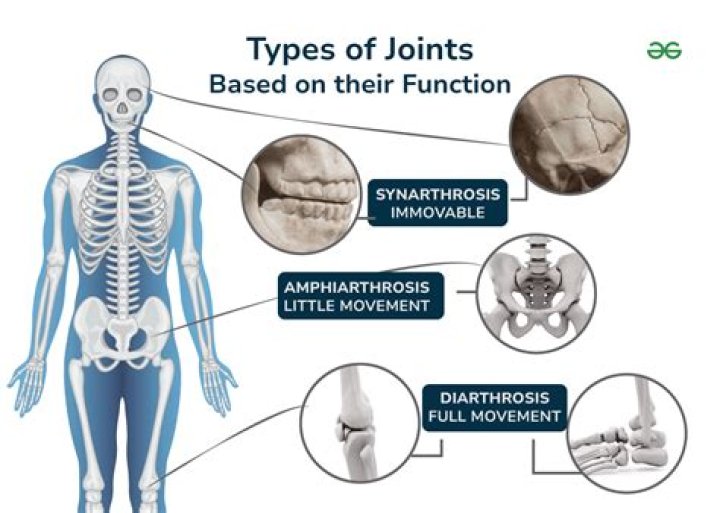 Whats an immovable joint?