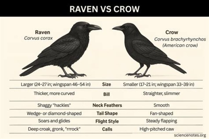Whats bigger a crow or a raven?