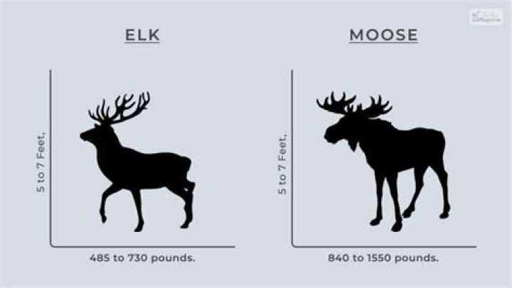 Whats bigger elk or moose?