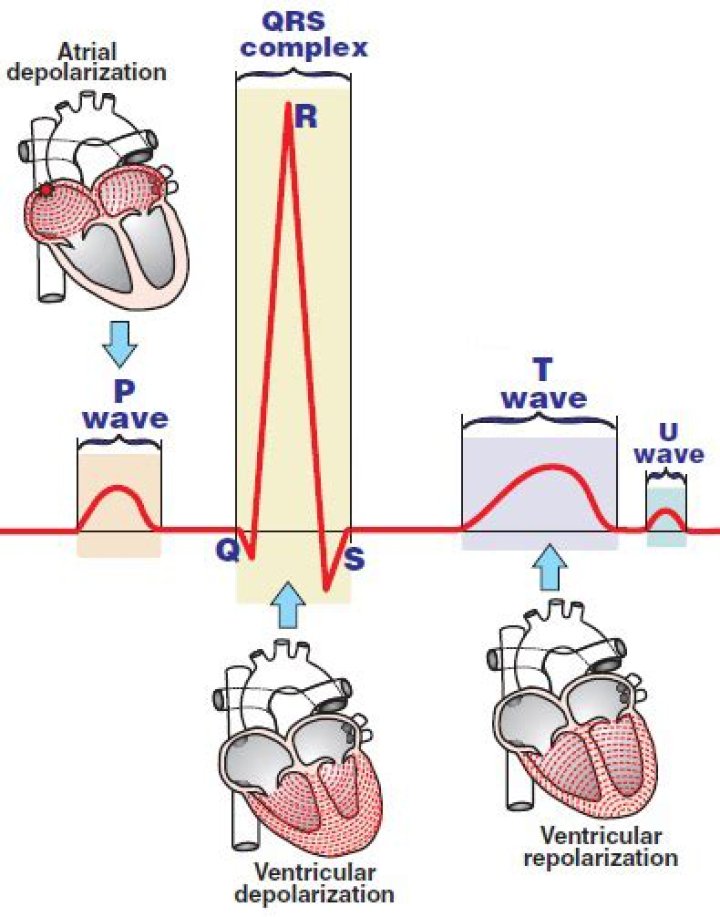 What's depolarization of the heart?