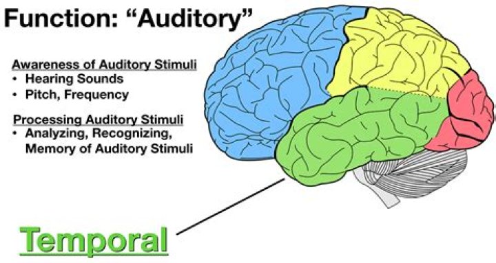 Whats in the temporal lobe?