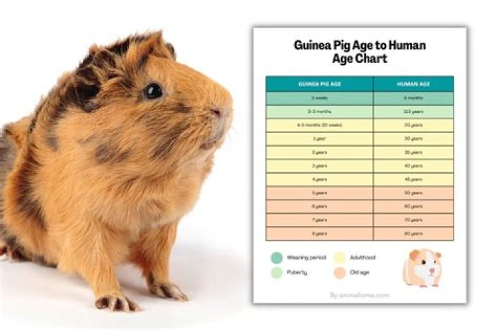 Whats it mean when a guinea pig purrs?
