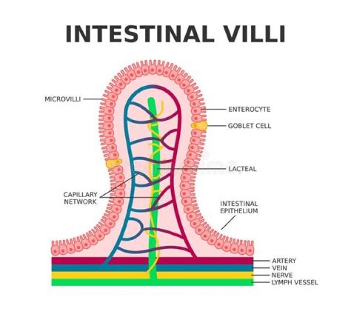 What's lined with villi?