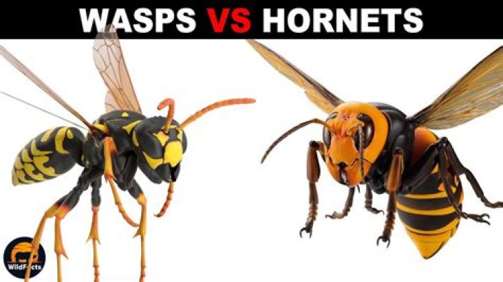 Whats meaner hornet or wasp?