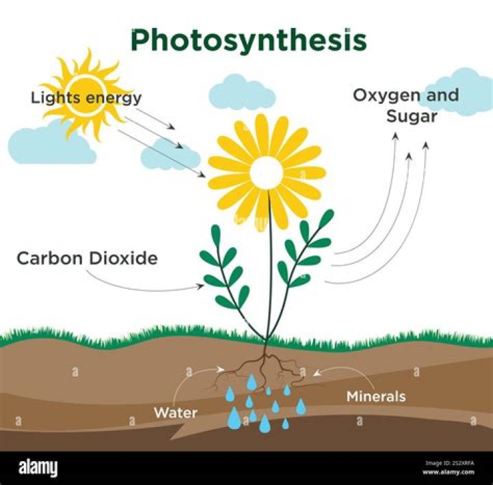 What's necessary for photosynthesis?