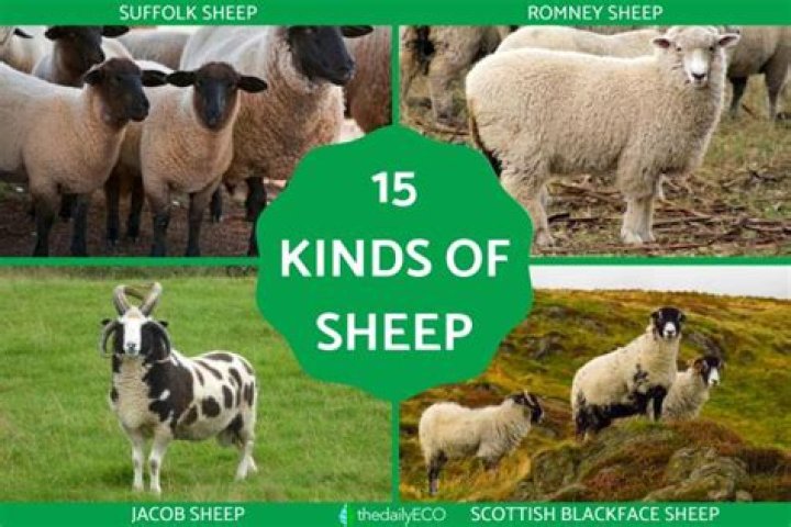 What's plural for sheep?