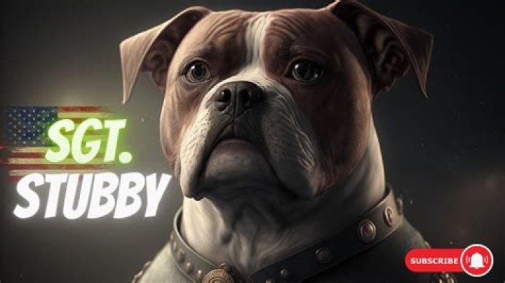 Whats short and stubby mean?