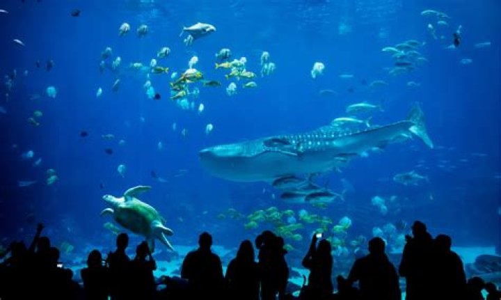 Whats the best aquarium in the us?