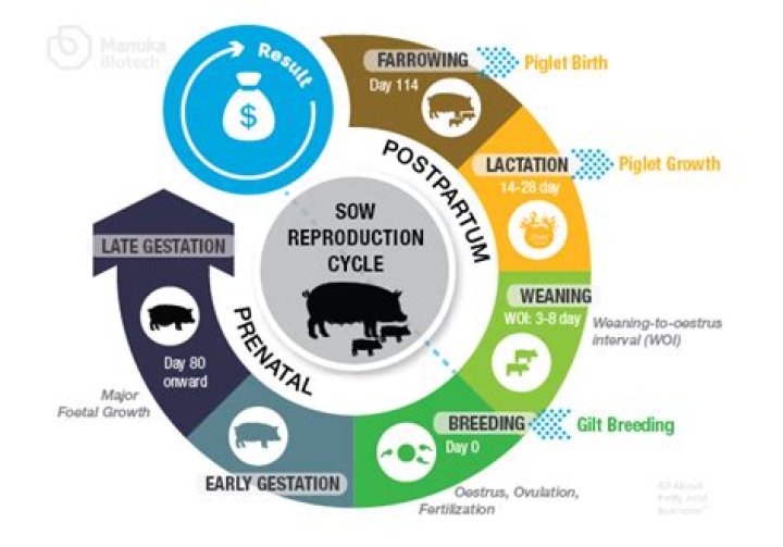 Whats the definition of farrowing?