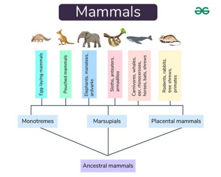 Whats the definition of mammalian?