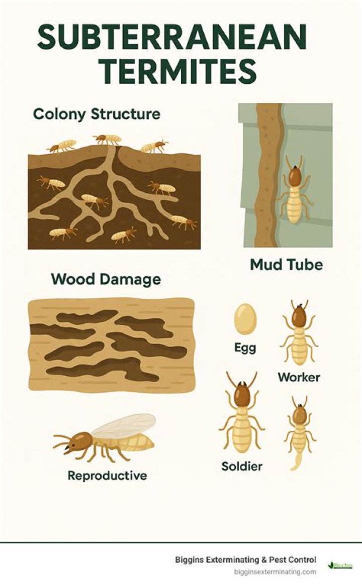 Whats the definition of subterranean?